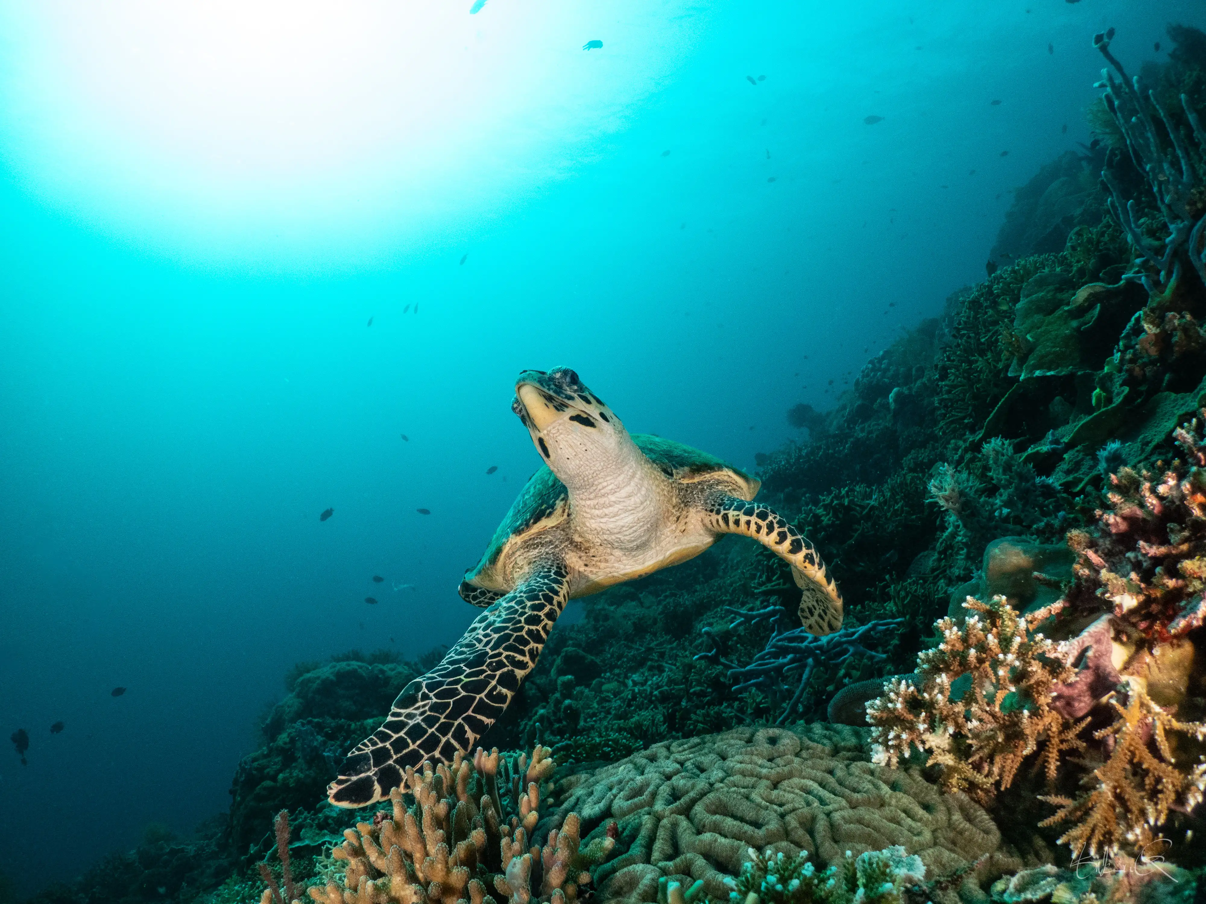 Hawksbill turtle - La Tortue Housereef - 12m
